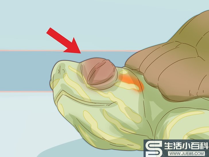 如何照料红耳滑水龟（包含图片）