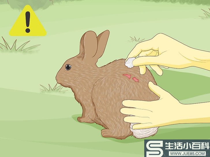 如何照料受伤的兔子