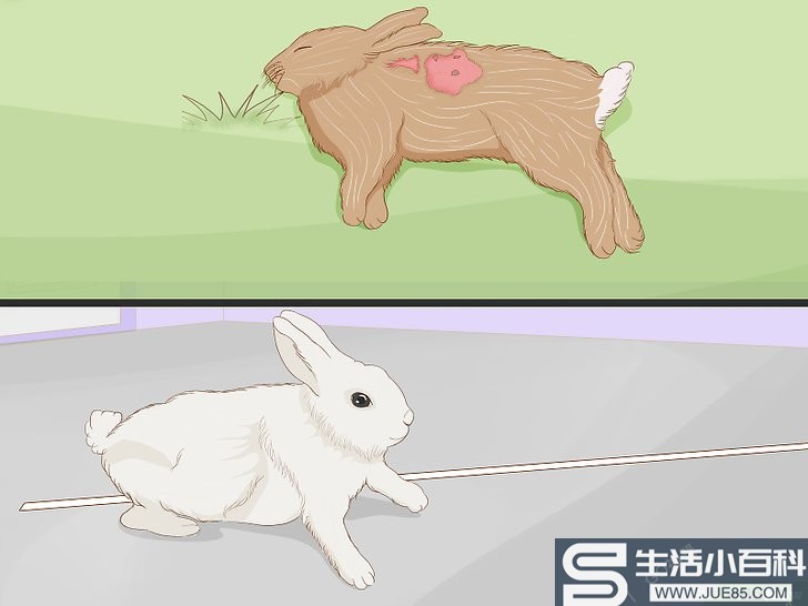 如何照料受伤的兔子
