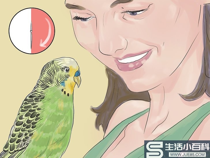 如何教鹦鹉说话