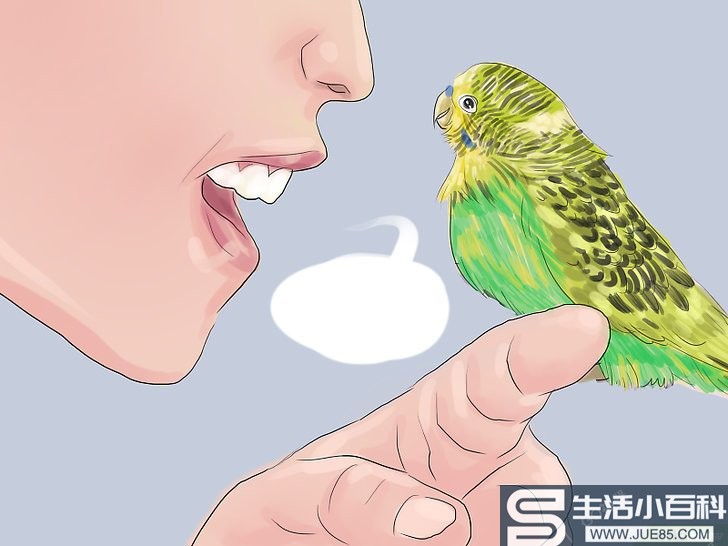 如何教鹦鹉说话