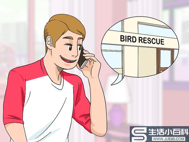 如何帮助翅膀折断的鸟: 13 步骤