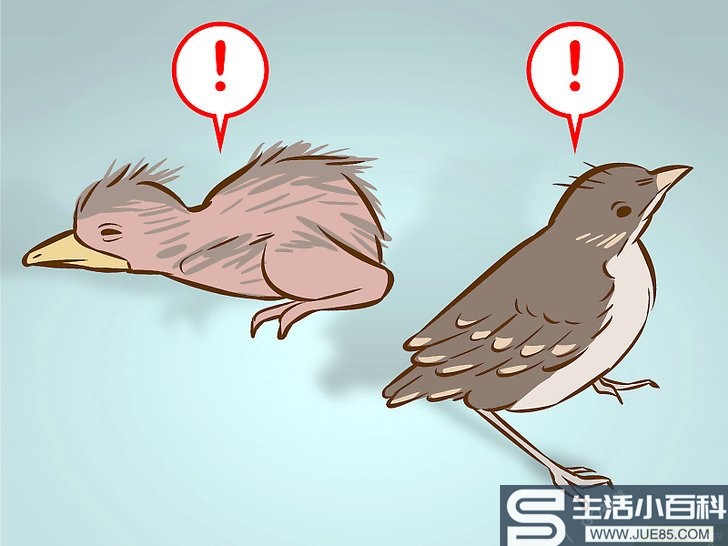 如何帮助一只从巢中掉落的幼鸟