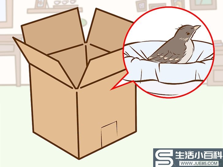 如何帮助一只从巢中掉落的幼鸟