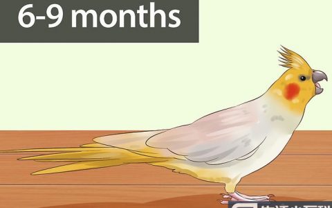 如何判断鸡尾鹦鹉的性别: 12 步骤