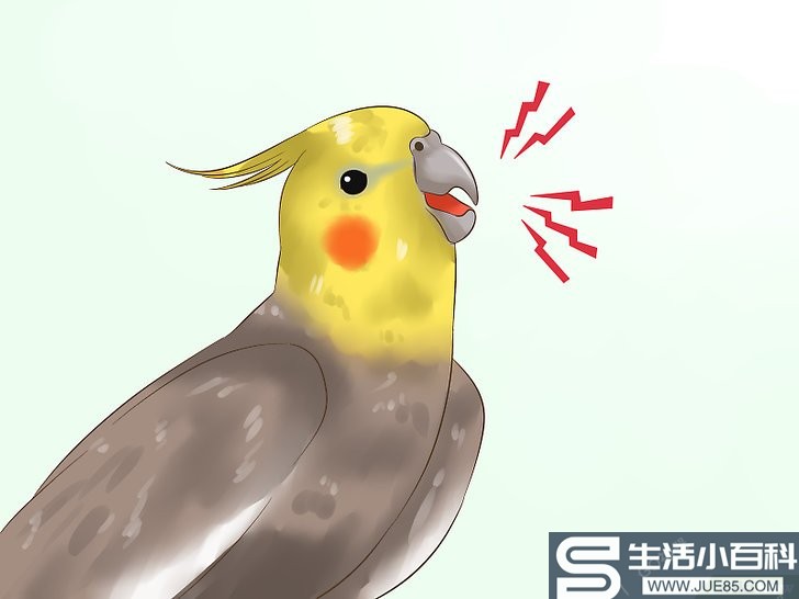 如何判断鸡尾鹦鹉的性别: 12 步骤