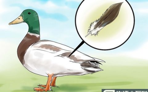 怎么分辨公鸭和母鸭