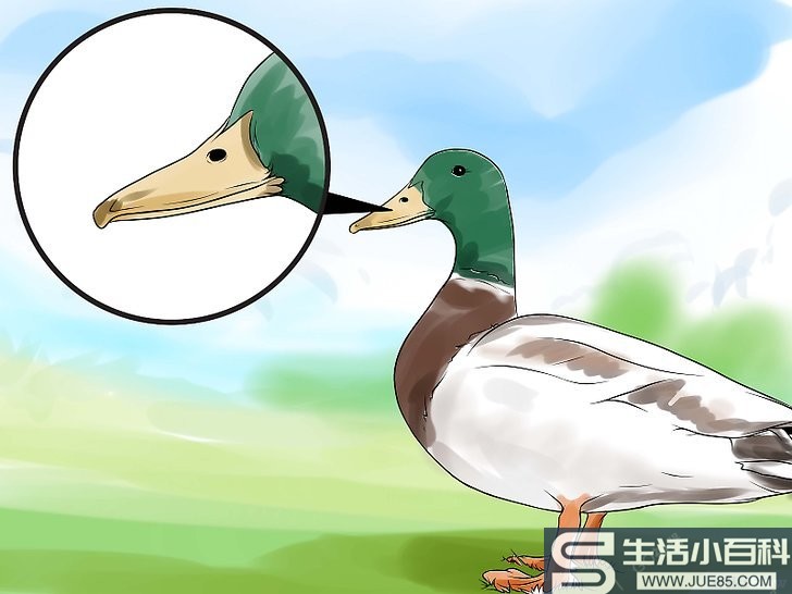 如何分辨公鸭和母鸭