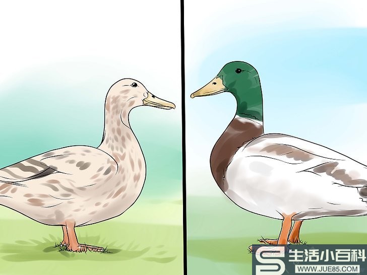 如何分辨公鸭和母鸭