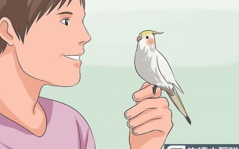 如何训练你的澳洲鹦鹉说话