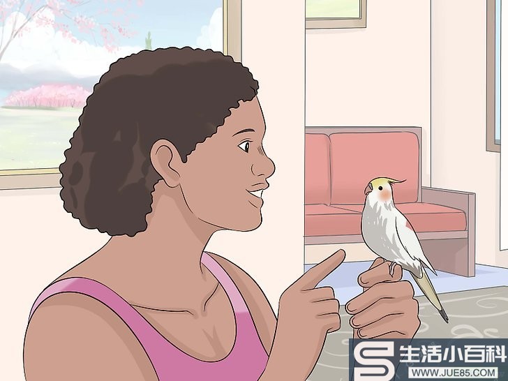如何训练澳洲鹦鹉说话