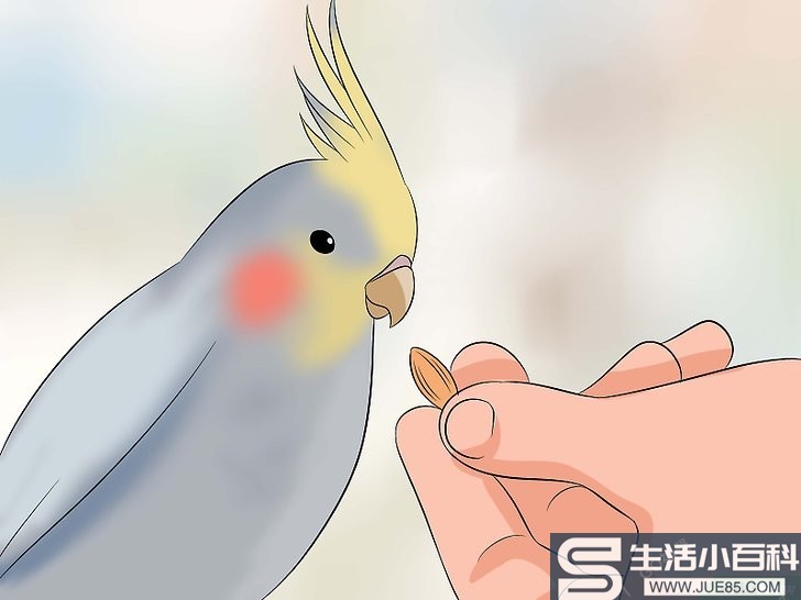 如何训练澳洲鹦鹉说话