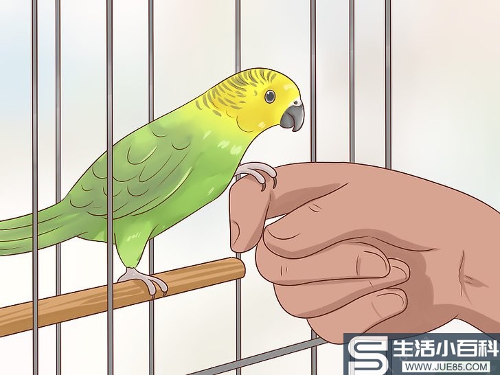 如何让长尾小鹦鹉在鸟笼外面待得安全