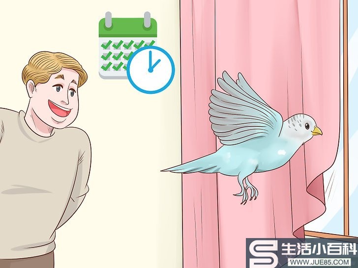 如何让长尾小鹦鹉在鸟笼外面待得安全
