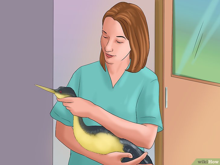3种方法来照顾幼鸟
