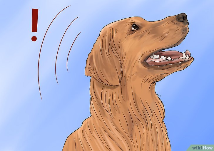 3种方法来停止邻居的狗叫扰民