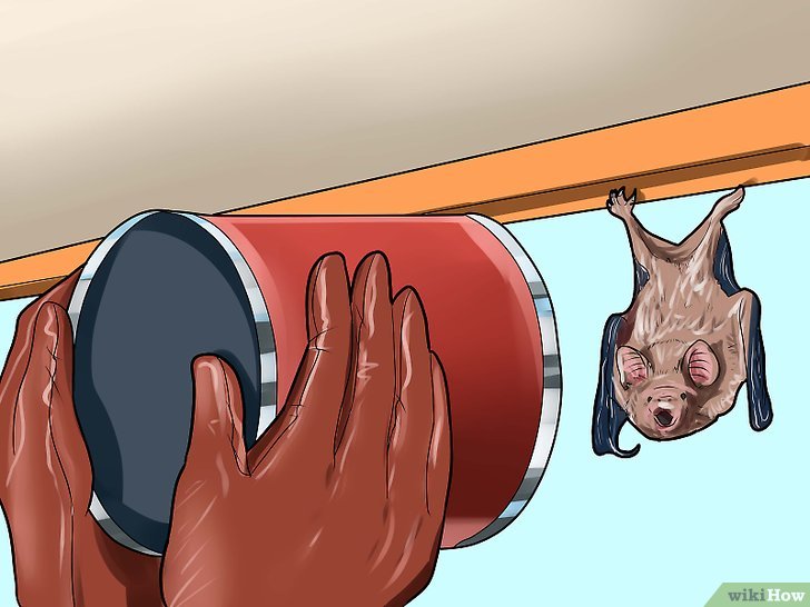如何抓住家中的蝙蝠: 10 步骤