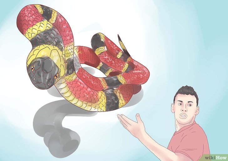 如何辨别蛇是否有毒: 10 步骤