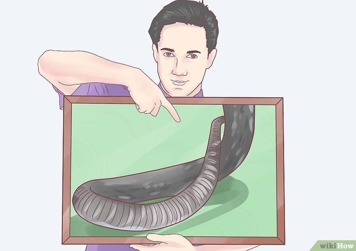 如何辨别蛇是否有毒: 10 步骤