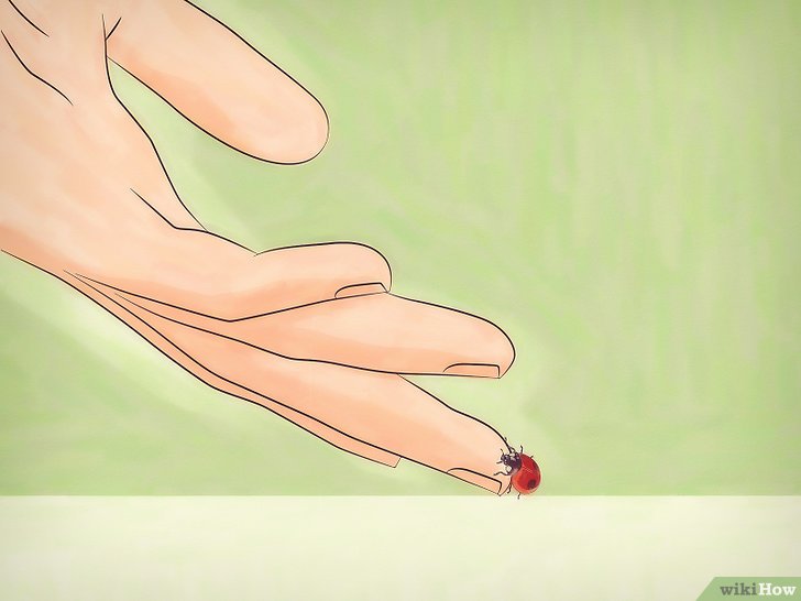 如何饲养瓢虫: 9 步骤（包含图片）