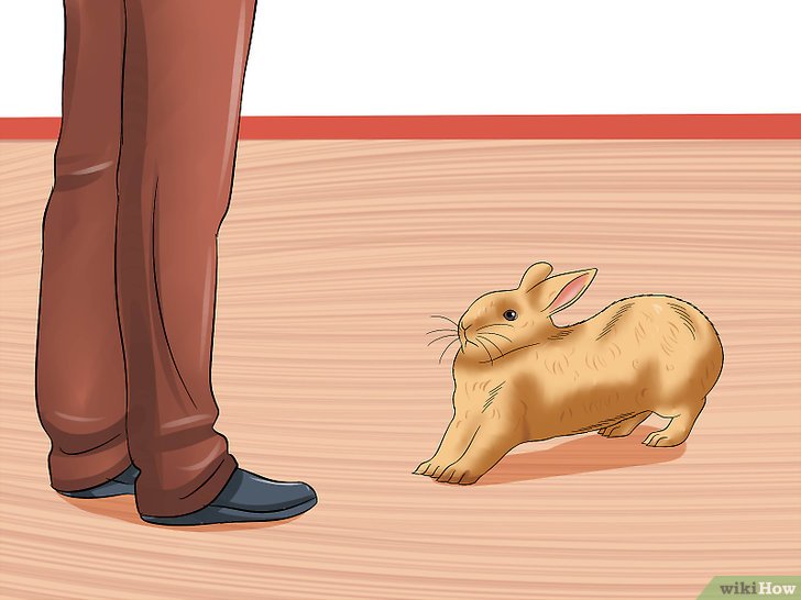 如何照顾怀孕的兔子: 9 步骤