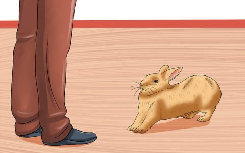 如何照顾怀孕的兔子