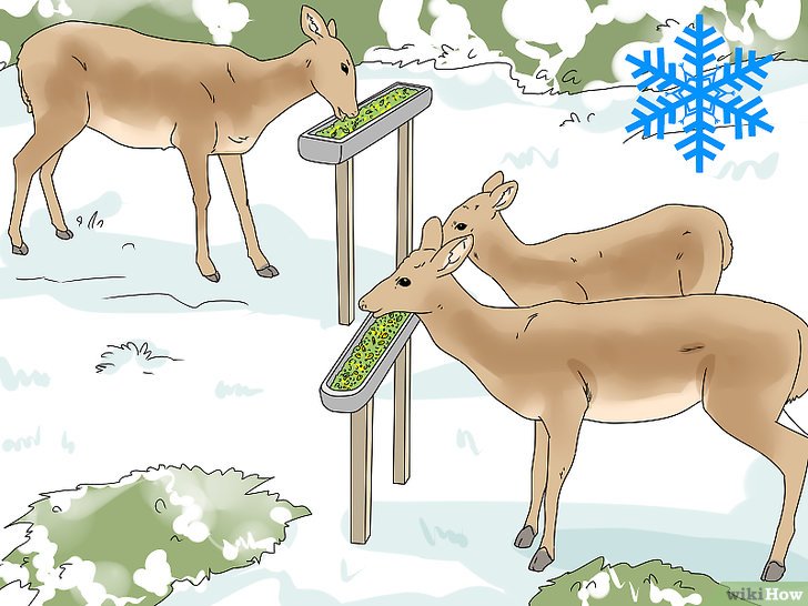 4种方法来喂养鹿