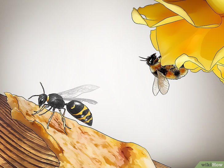 3种方法来辨认黄蜂