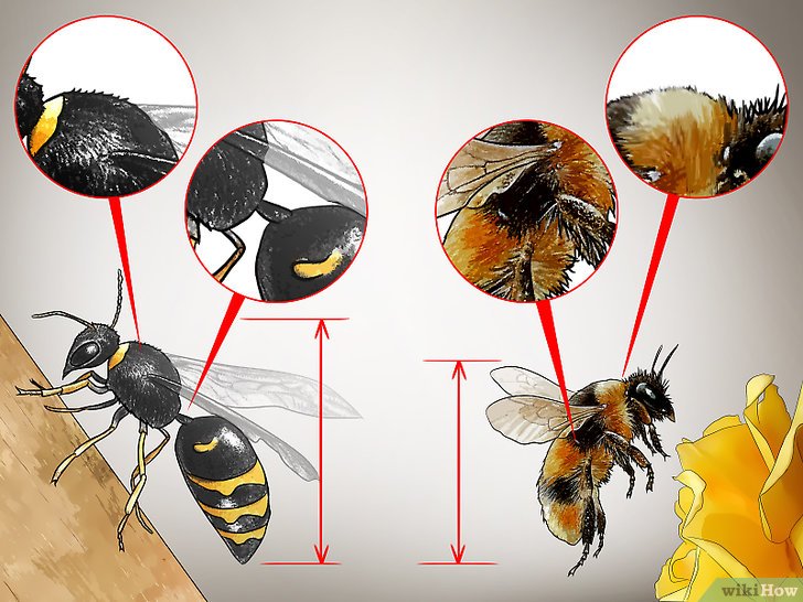 3种方法来辨认黄蜂