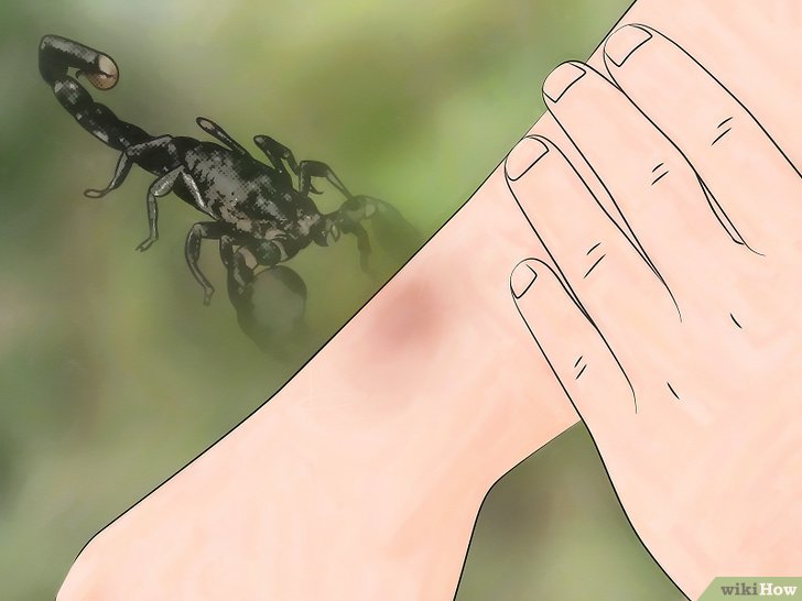 如何识别蜘蛛的咬伤: 7 步骤
