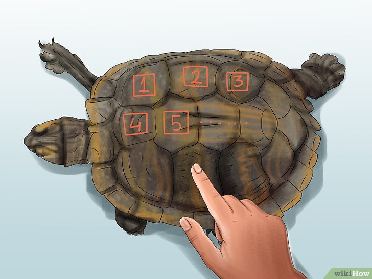 如何判断乌龟的年龄: 6 步骤