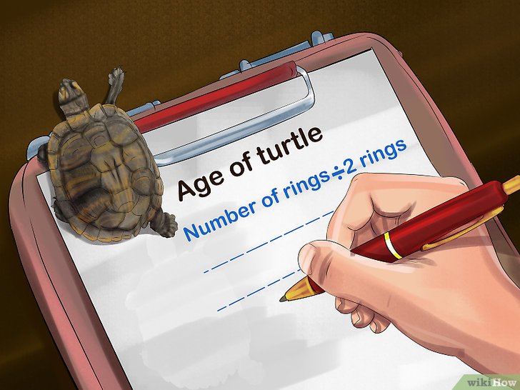 如何判断乌龟的年龄: 6 步骤