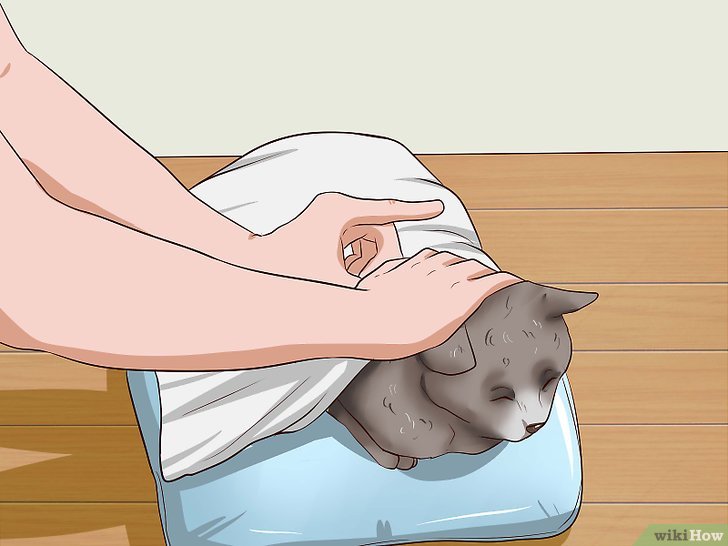 5种方法来在猫咪无法清洁自己时帮它清洁