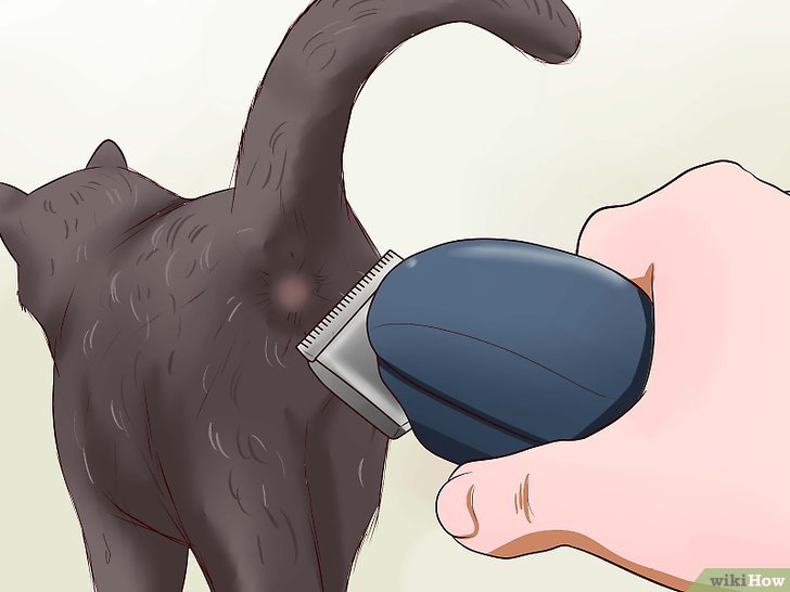 5种方法来在猫咪无法清洁自己时帮它清洁