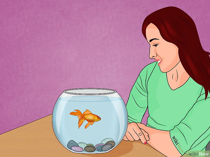 3种方法来治疗金鱼的鱼鳔病