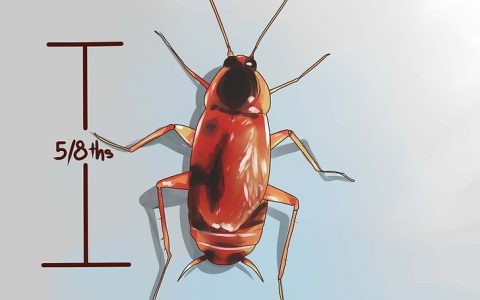 4种方法来辨别蟑螂的种类