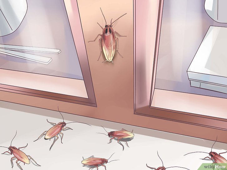 4种方法来辨别蟑螂的种类