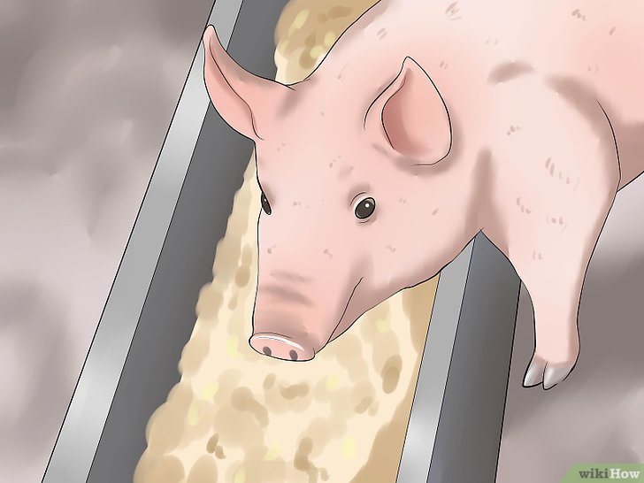3种方法来给猪增重