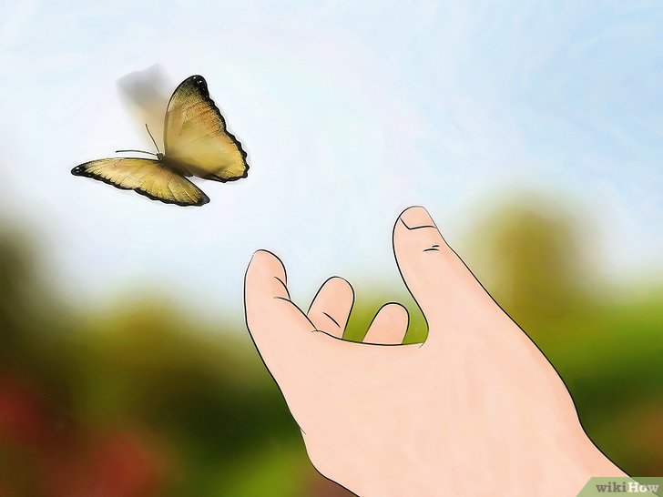 如何照顾毛虫直到它变成蝴蝶或蛾