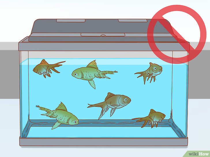 如何治疗观赏鱼的烂鳍病: 10 步骤