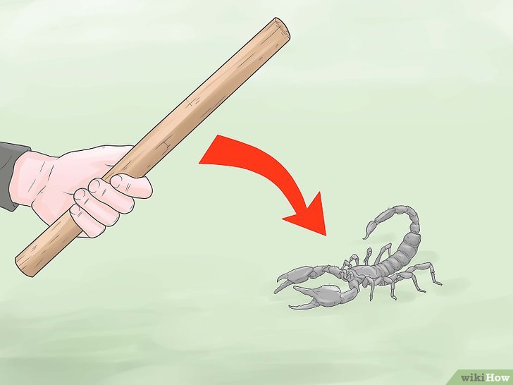 如何消灭蝎子: 12 步骤