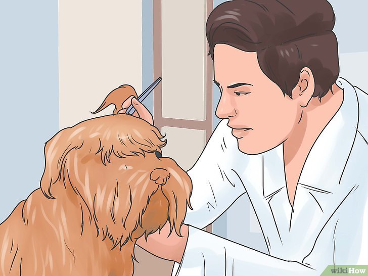 4种方法来缓解狗狗的耳朵瘙痒