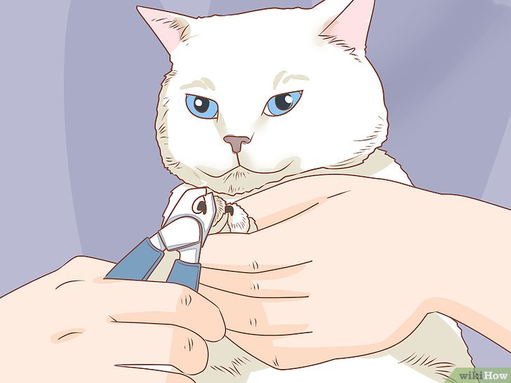 如何给猫修剪指甲