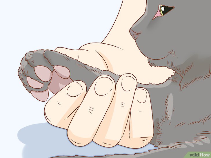 如何给猫修剪指甲