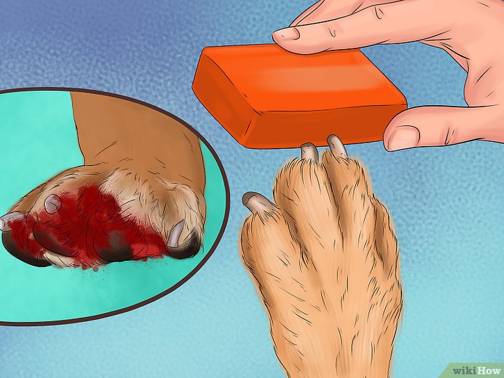 4种方法来给狗狗的趾甲床止血