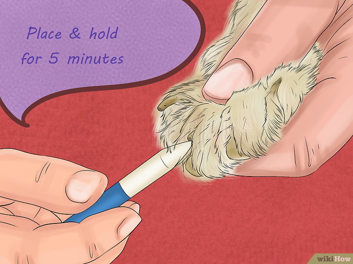 4种方法来给狗狗的趾甲床止血
