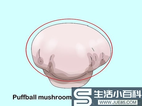 如何判断蘑菇是否能食用（包含图片）