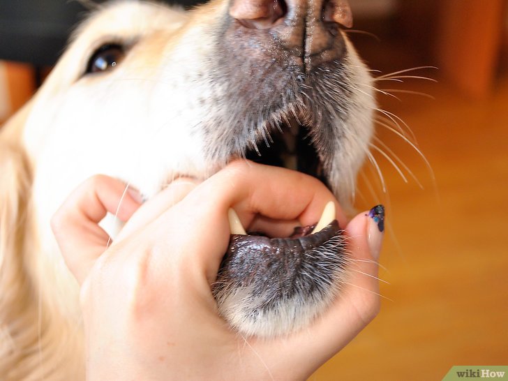 5种方法来给狗刷牙