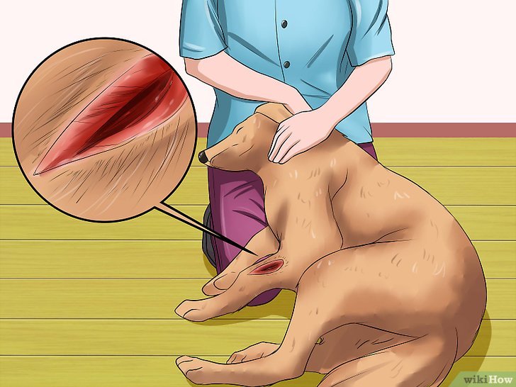 如何给狗清理伤口: 15 步骤
