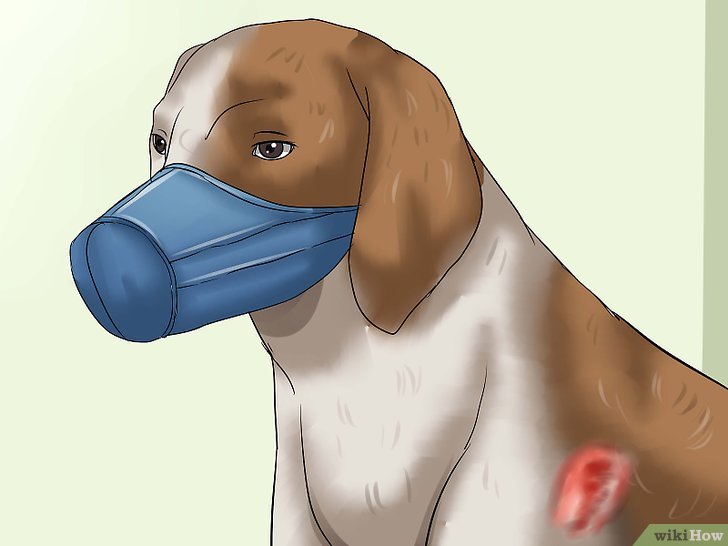 如何给狗清理伤口: 15 步骤